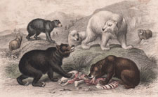 Bears